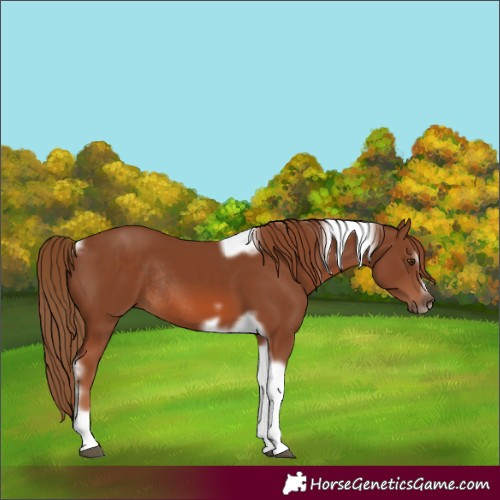 Horse Color:Chestnut Tobiano Frame Rabicano 