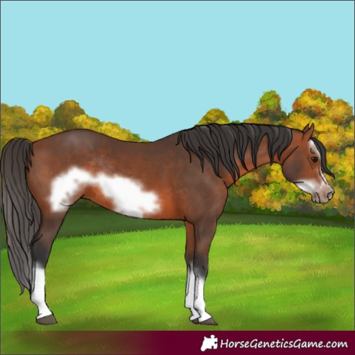 Horse Color:Unknown 