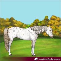 Horse Color:Buckskin Appaloosa and Buckskin Frame Appaloosa