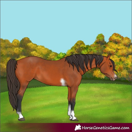 Horse Color:Bay Tobiano Frame