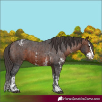 Horse Color:Bay Sabino Splash Appaloosa  and Brown Sabino Splash Appaloosa 