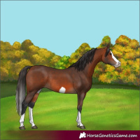 Horse Color:Bay Splash Frame Rabicano
