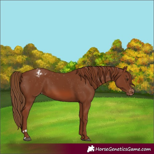 Horse Color:Chestnut Appaloosa