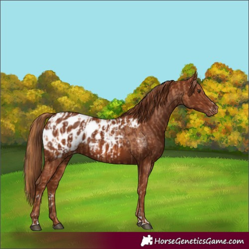 Horse Color:Chestnut Appaloosa and Chestnut Appaloosa