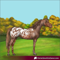 Horse Color:Chestnut Appaloosa  and Chestnut Appaloosa 