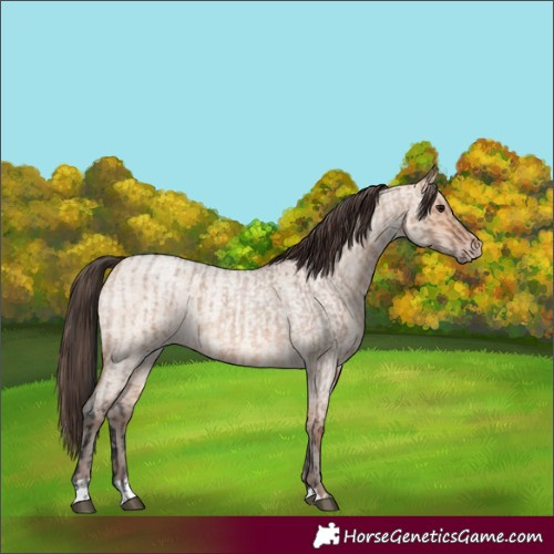 Horse Color:Bay Roan Dun  and Amber Champagne Roan Dun 