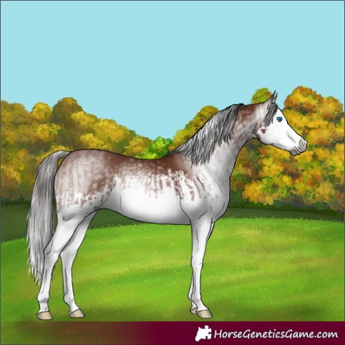 Horse Color:Gray Bay Splash  and Gray Bay Splash 