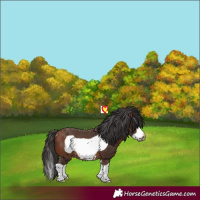 Horse Color:Bay Splash Frame Rabicano 