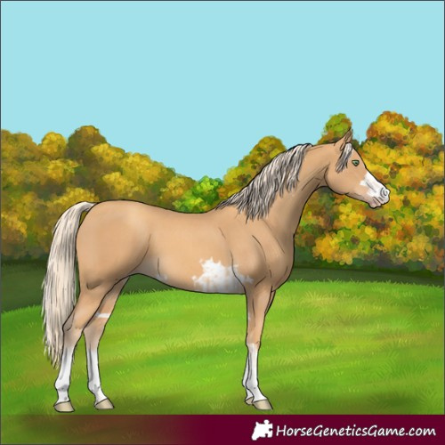 Horse Color:Gold Cream Champagne  and Gold Cream Champagne 