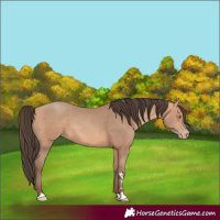 Horse Color:Amber Champagne