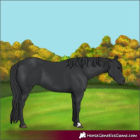 Horse Color:Black 