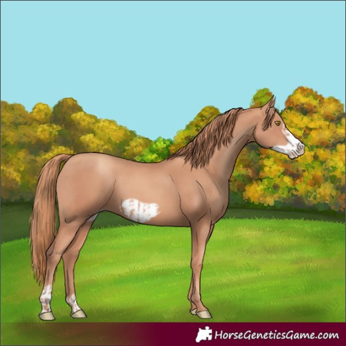 Horse Color:Gold Champagne  and Gold Champagne Frame 