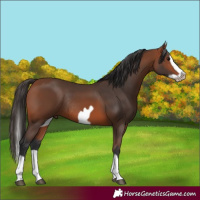 Horse Color:Bay Splash Frame Rabicano