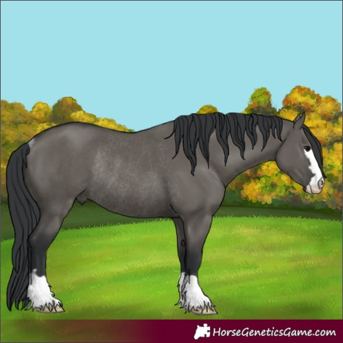 Horse Color:Grullo Rabicano 