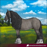 Horse Color:Grullo Rabicano  and Grullo Rabicano 