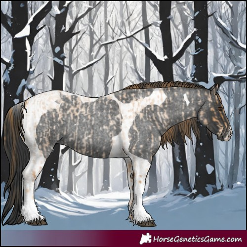 Horse Color:Red Roan Tobiano and Blue Roan Tobiano