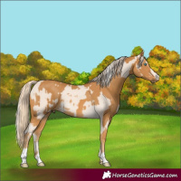Horse Color:Cremello and Palomino Rabicano
