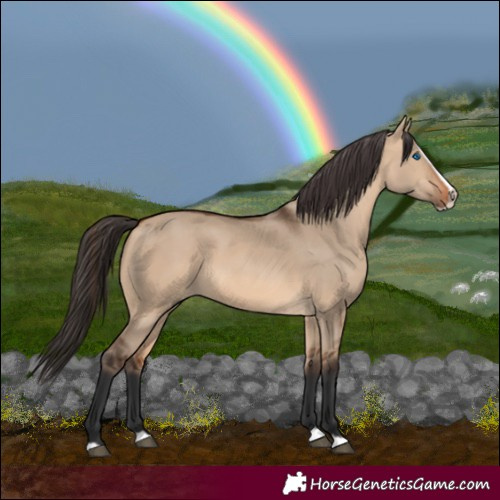 Horse Color:Bay Dun Splash Frame Rabicano 