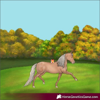 Horse Color:Gold Champagne 