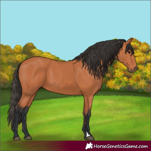 Horse Color:Bay 