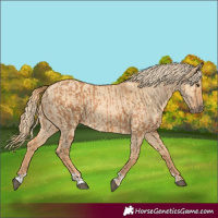 Horse Color:Chestnut  and Red Dun 