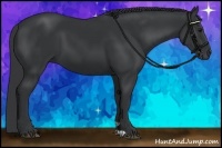 Horse Color:Black 