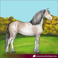 Horse Color:White Spotted Bay Dun Rabicano  and Gray White Spotted Bay Dun Rabicano 