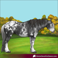 Horse Color:Gray White Spotted Black Appaloosa  and Gray White Spotted Black Appaloosa 