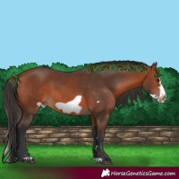 Horse Color:Bay Splash Frame Rabicano