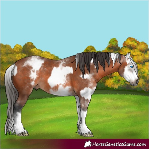 Horse Color:Gray White Spotted Bay Splash Frame Rabicano and White Spotted Bay Splash Rabicano