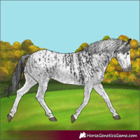 Horse Color:Gray White Spotted Black  and Gray White Spotted Black 