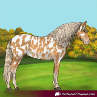 Horse Color:Palomino Near Leopard 