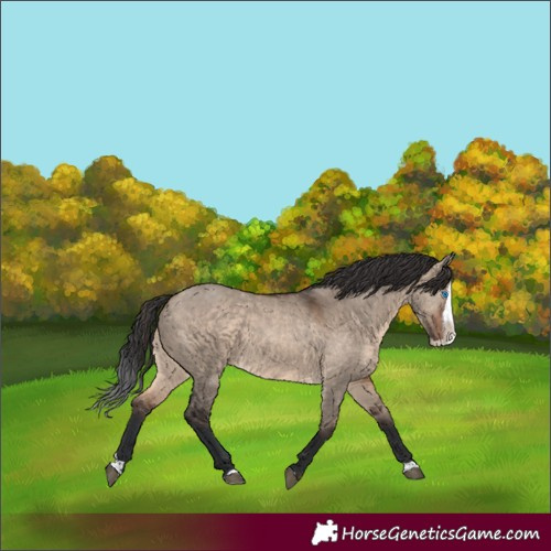 Horse Color:Brown Dun Splash Rabicano