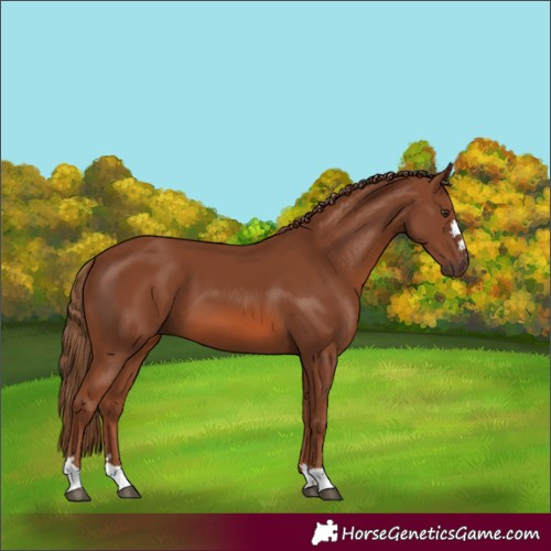 Horse Color:Chestnut 