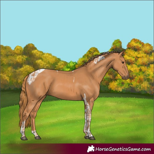 Horse Color:Chestnut  and Chestnut Tobiano 