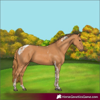 Horse Color:Chestnut  and Chestnut Tobiano 