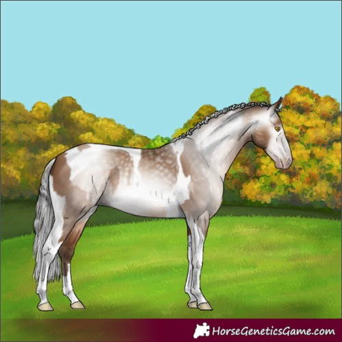 Horse Color:Gray Amber Champagne Tobiano and Gray Amber Champagne Tobiano
