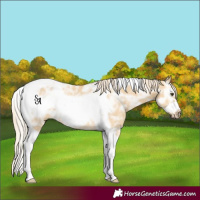 Horse Color:Palomino Ice Dun Tobiano Frame Rabicano 