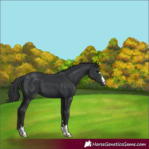 Horse Color:Black 