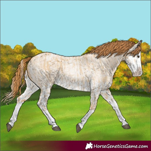 Horse Color:Red Dun Splash and Red Dun Roan Splash