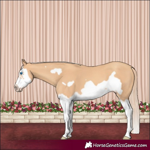 Horse Color:Gold Champagne Splash Frame 