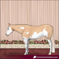 Horse Color:Gold Champagne Splash Frame