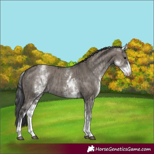 Horse Color:White Spotted Grullo Rabicano  and White Spotted Grullo Rabicano 