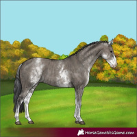 Horse Color:White Spotted Grullo Rabicano  and White Spotted Grullo Rabicano 