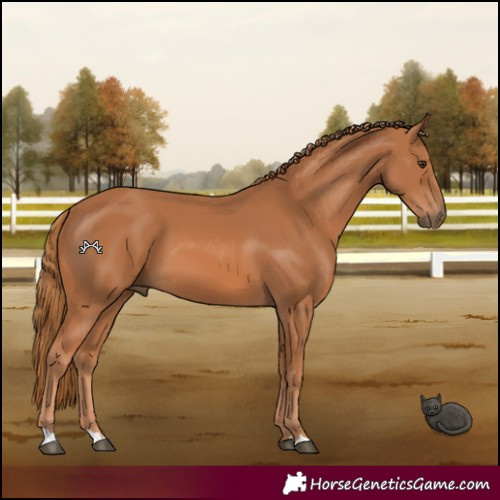 Horse Color:Chestnut 