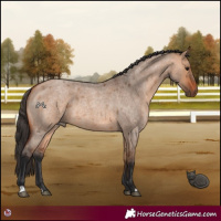 Horse Color:Bay Roan Dun 