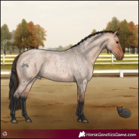 Horse Color:Bay Roan Dun  and Bay Roan Dun 