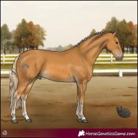 Horse Color:Palomino 