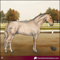Horse Color:Palomino Roan 