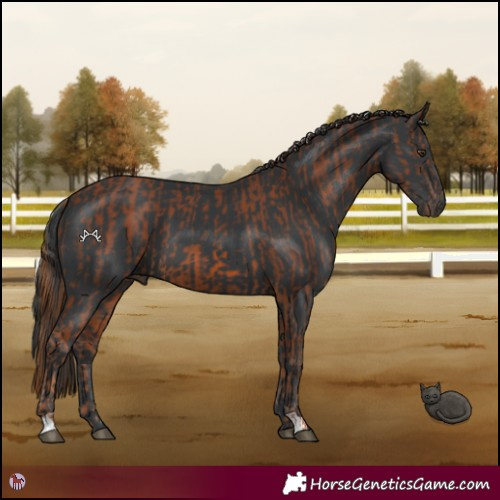 Horse Color:Chestnut  and Black 